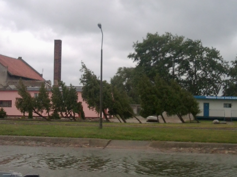 Die Bäume richten sich nur nach dem Wind aus!